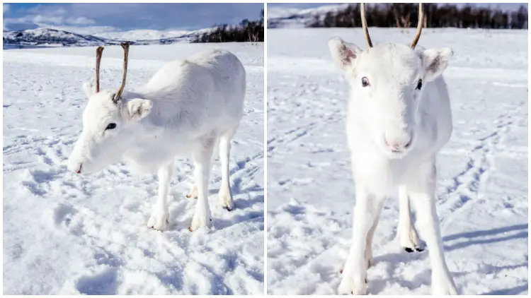 Stunning White Baby Reindeer Was Spotted in The Glistening Snow, Creating a Magical Moment
