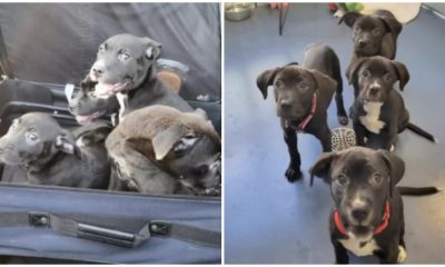 Suitcase Containing Puppies Abandoned on the Highway, Found by Couple