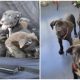 Suitcase Containing Puppies Abandoned on the Highway, Found by Couple