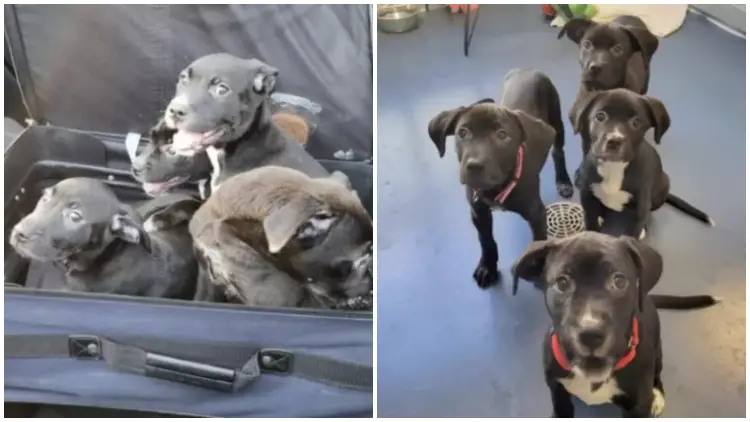 Suitcase Containing Puppies Abandoned on the Highway, Found by Couple