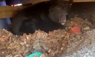 Surprise Guest: Family Discovers Hibernating Bear Under Their Deck