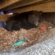 Surprise Guest: Family Discovers Hibernating Bear Under Their Deck