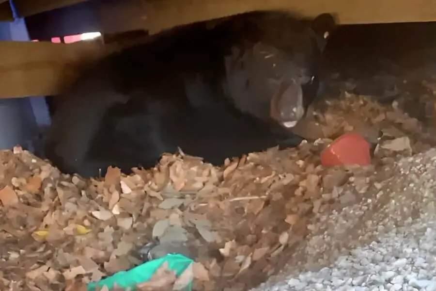 Surprise Guest: Family Discovers Hibernating Bear Under Their Deck