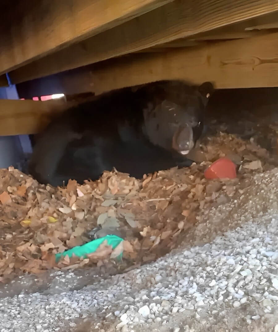 Surprise Guest: Family Discovers Hibernating Bear Under Their Deck
