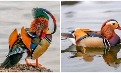 Take a Look at the Most Beautiful Bird in the World