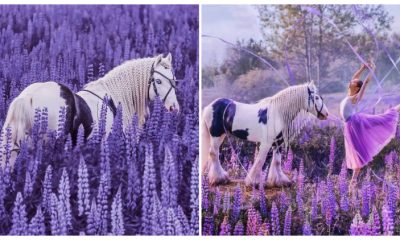 Take a Moment to Appreciate the Stunning Blue-eyed Cremello Horse in the Midst of a Field of Lupines