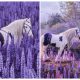 Take a Moment to Appreciate the Stunning Blue-eyed Cremello Horse in the Midst of a Field of Lupines