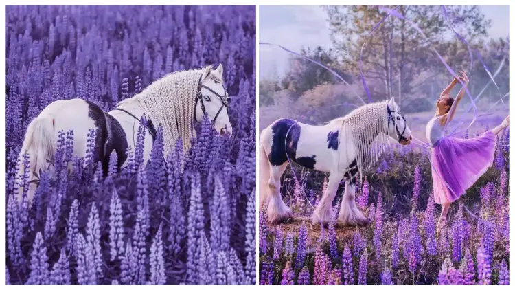 Take a Moment to Appreciate the Stunning Blue-eyed Cremello Horse in the Midst of a Field of Lupines
