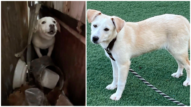 Terrified Feral Dog Transforms Into Playful Puppy Post-rescue
