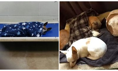 The Abandoned Chihuahua at the Shelter Tucks Himself in at Night Like His Late Owner Used To Do