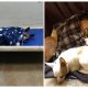 The Abandoned Chihuahua at the Shelter Tucks Himself in at Night Like His Late Owner Used To Do