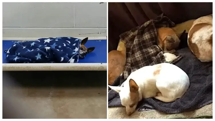 The Abandoned Chihuahua at the Shelter Tucks Himself in at Night Like His Late Owner Used To Do