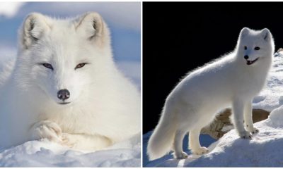 The Arctic Fox, Known For Its Hardiness, Is a Stunning Creature That Inhabits The Arctic Region