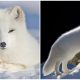 The Arctic Fox, Known For Its Hardiness, Is a Stunning Creature That Inhabits The Arctic Region