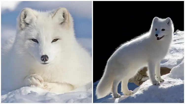 The Arctic Fox, Known For Its Hardiness, Is a Stunning Creature That Inhabits The Arctic Region