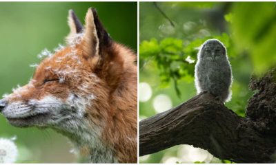 The Best Photos of British Wildlife in 2023 from the Annual Photography Awards