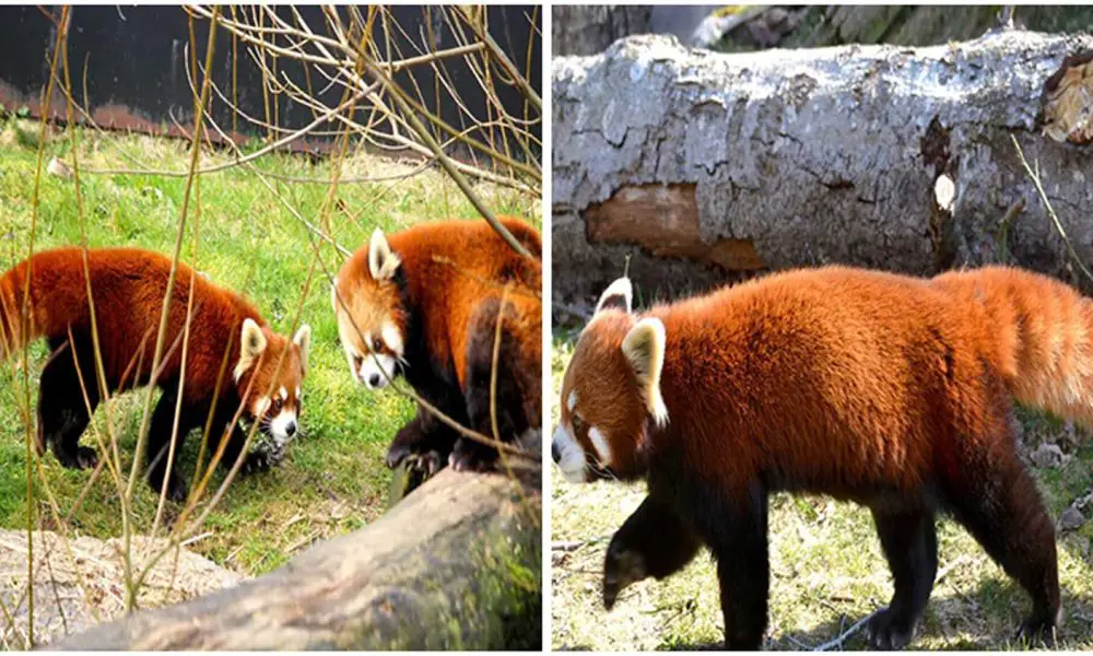 The Birth of Twin Red Pandas Is a Significant Development in Efforts to Conserve The Rare Species