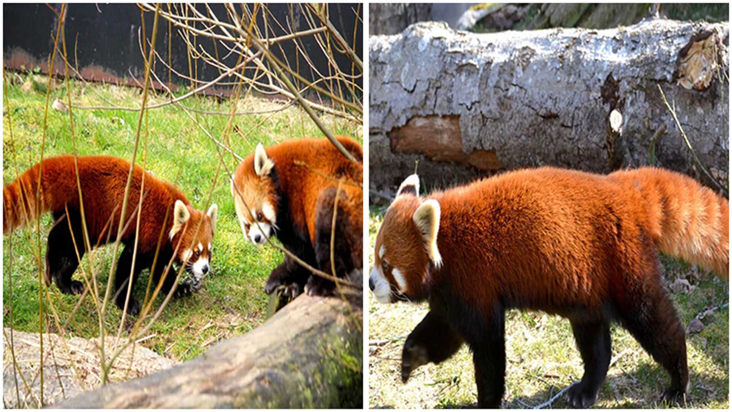 The Birth of Twin Red Pandas Is a Significant Development in Efforts to Conserve The Rare Species
