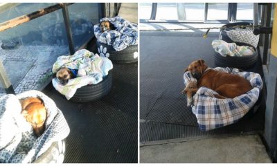 The Bus Station Provides Shelter for Stray Dogs in Need of a Place to Sleep