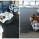 The Bus Station Provides Shelter for Stray Dogs in Need of a Place to Sleep