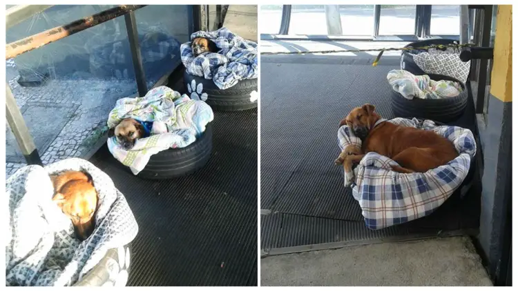 The Bus Station Provides Shelter for Stray Dogs in Need of a Place to Sleep