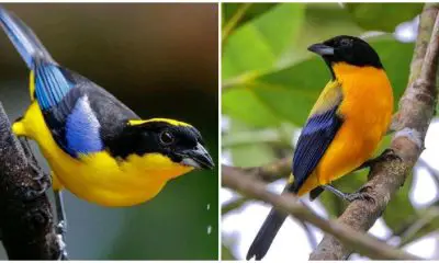 The Enchanting Bird with a Beautiful Golden-yellow Belly, Turquoise Blue Wings and Tail, and Deep Midnight Black Upperparts