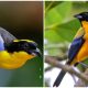 The Enchanting Bird with a Beautiful Golden-yellow Belly, Turquoise Blue Wings and Tail, and Deep Midnight Black Upperparts