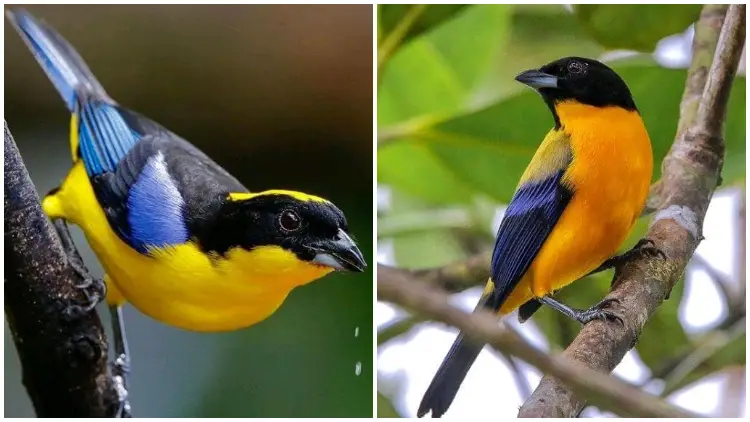 The Enchanting Bird with a Beautiful Golden-yellow Belly, Turquoise Blue Wings and Tail, and Deep Midnight Black Upperparts