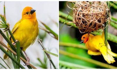 The Golden Palm Weaver is a Distinctive Bird Adorned with a Brilliant Yellow-orange Hue That Captivates