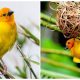 The Golden Palm Weaver is a Distinctive Bird Adorned with a Brilliant Yellow-orange Hue That Captivates