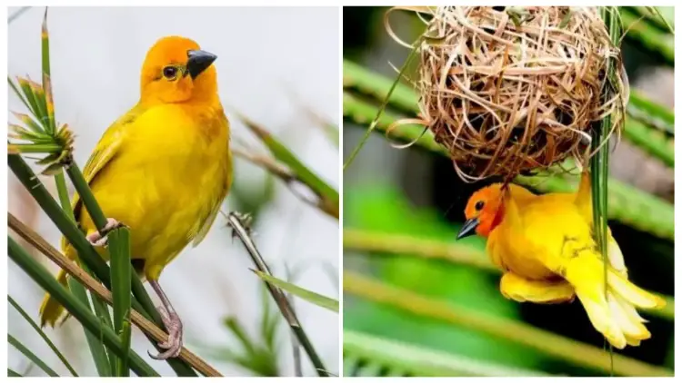 The Golden Palm Weaver is a Distinctive Bird Adorned with a Brilliant Yellow-orange Hue That Captivates