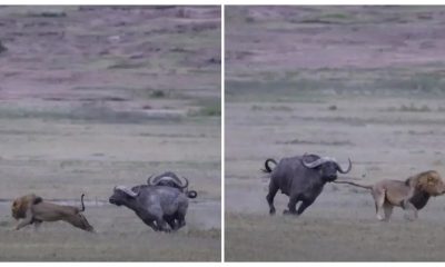 The Herd of Wild Buffaloes Annihilated The Lions That Had Mated