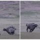 The Herd of Wild Buffaloes Annihilated The Lions That Had Mated