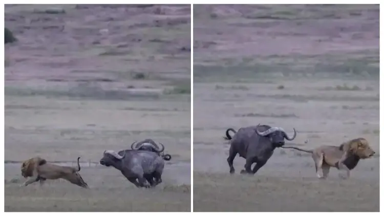 The Herd of Wild Buffaloes Annihilated The Lions That Had Mated