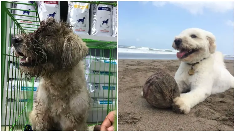 The Incredible Recovery of Dog with a Hole in Her Head After Being Adopted