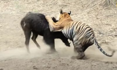 The Inexperienced Bengal Tiger Took 30 Minutes to Defeat a Wild Boar Due To Confusion in Handling the Prey