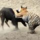 The Inexperienced Bengal Tiger Took 30 Minutes to Defeat a Wild Boar Due To Confusion in Handling the Prey