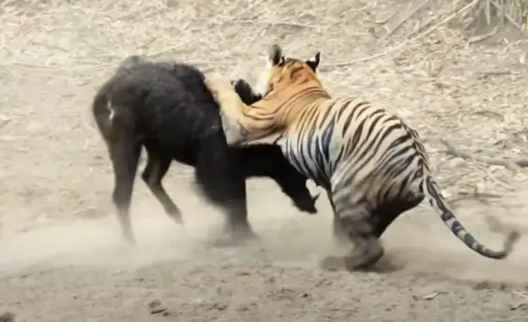 The Inexperienced Bengal Tiger Took 30 Minutes to Defeat a Wild Boar Due To Confusion in Handling the Prey