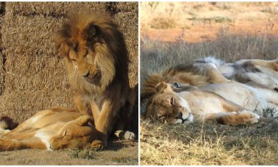 The Lion Husband Remained by His Sick Wife's Side until Her Final Moments