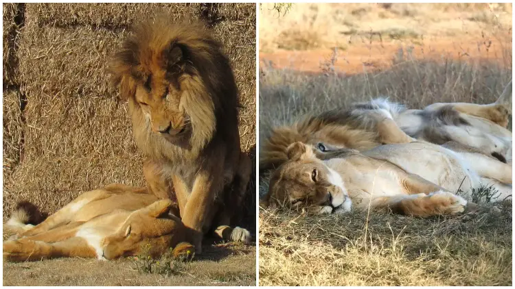The Lion Husband Remained by His Sick Wife's Side until Her Final Moments