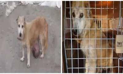 The Owner Abandoned Her Dog, Who Was Suffering from End-stage Cancer, and Left It to Live on The Street, Exhausted