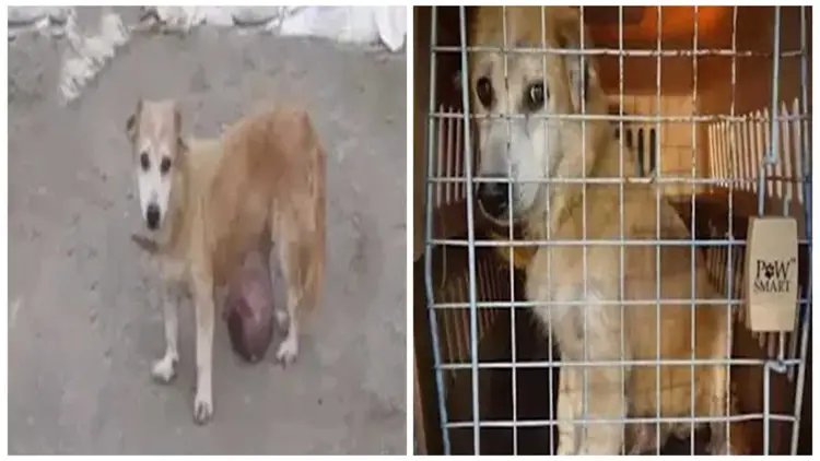 The Owner Abandoned Her Dog, Who Was Suffering from End-stage Cancer, and Left It to Live on The Street, Exhausted