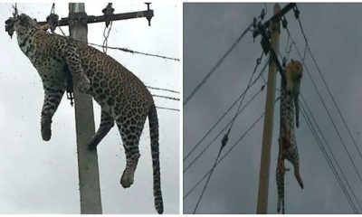 The Owner of a Tiger Manages to Climb a Power Pole but Then Gets Stuck without Knowing How to Descend