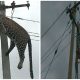 The Owner of a Tiger Manages to Climb a Power Pole but Then Gets Stuck without Knowing How to Descend