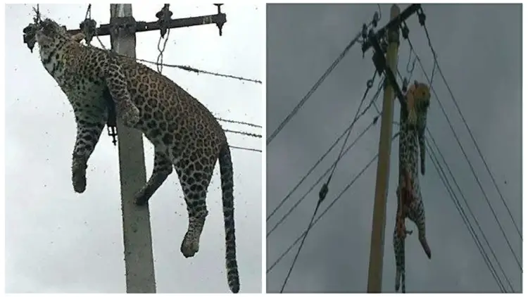 The Owner of a Tiger Manages to Climb a Power Pole but Then Gets Stuck without Knowing How to Descend