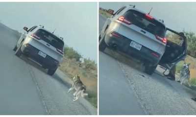 The Puppy Was Left Alone on The Side of The Road, Wondering What He Did Wrong, He Decides to Run After His Owner