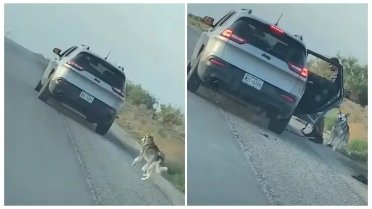 The Puppy Was Left Alone on The Side of The Road, Wondering What He Did Wrong, He Decides to Run After His Owner