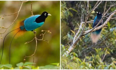 The Stunning Dance of the Blue Bird of Paradise: A Display of Breathtaking Blue Violet Feathers and White Spectacles