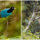 The Stunning Dance of the Blue Bird of Paradise: A Display of Breathtaking Blue Violet Feathers and White Spectacles