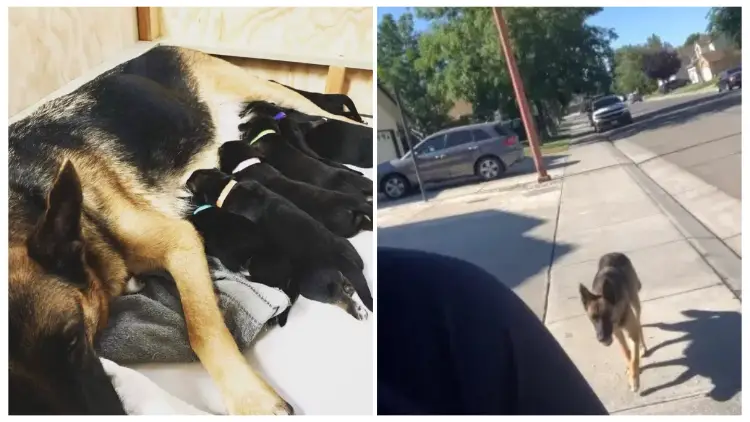 The Woman is Followed Home by a Stray Dog Who Surprises Her with Wonderful Gifts